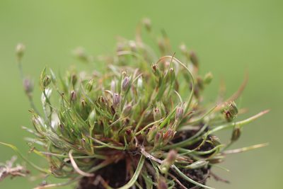 Juncus bufonius, photographed by Michel Langeveld