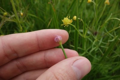 Allium angulosum, photographed by Aleksei Baushev