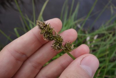 Carex vulpina, photographed by Aleksei Baushev