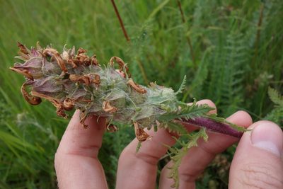 Pedicularis dasystachys, photographed by Aleksei Baushev