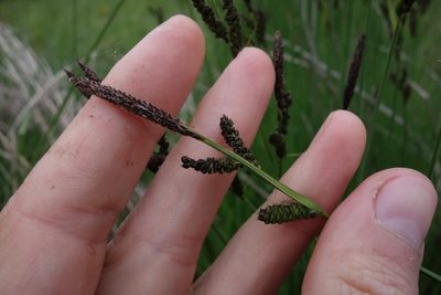 Carex cespitosa, photographed by Aleksei Baushev