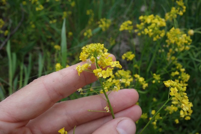 Rorippa brachycarpa, photographed by Aleksei Baushev