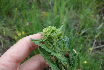 Sisymbrium loeselii, photographed by Aleksei Baushev