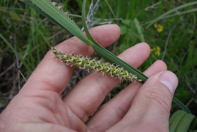 Carex riparia, photographed by Aleksei Baushev