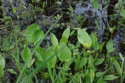 Alisma plantago-aquatica, photographed by Aleksei Baushev