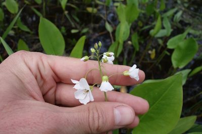 Cardamine dentata, photographed by Aleksei Baushev