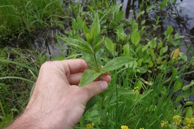 Lysimachia vulgaris, photographed by Aleksei Baushev