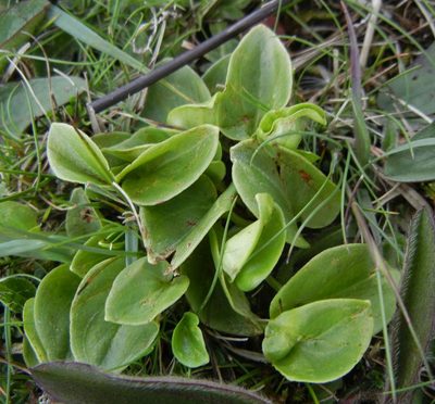 Parnassia palustris