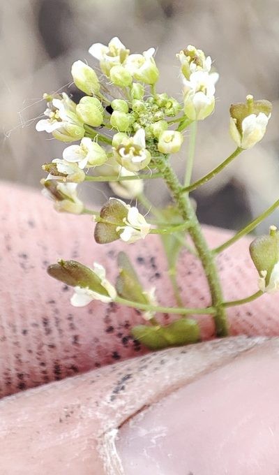 Capsella orientalis, photographed by Yurii Basov