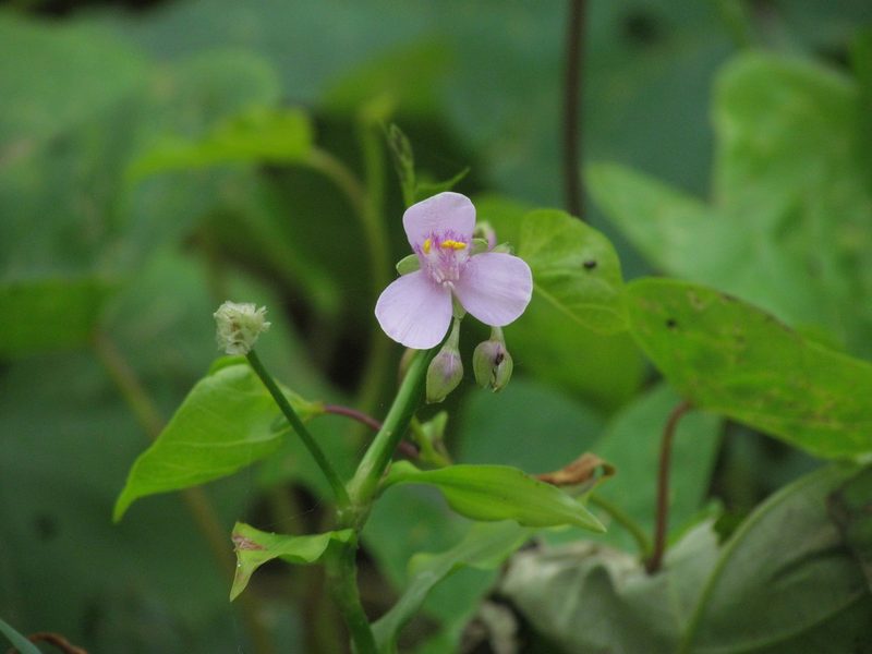 Tripogandra diuretica, photographed by Matias Cabezas