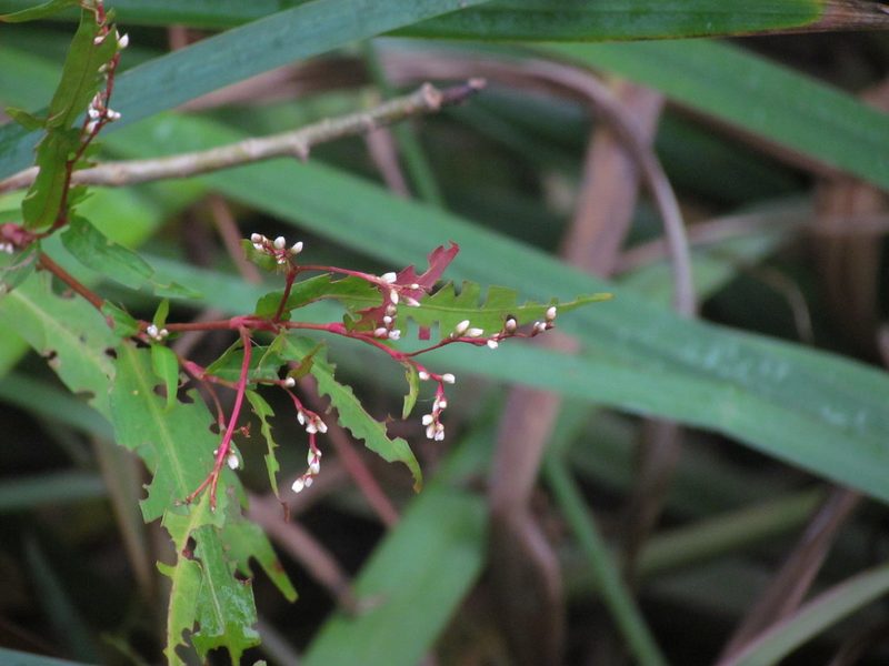 Muehlenbeckia sagittifolia, photographed by Matias Cabezas