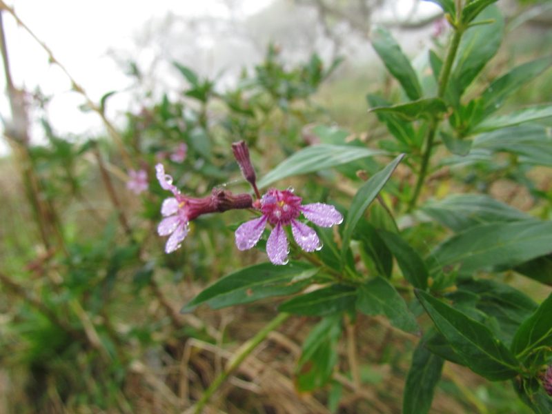 Cuphea fruticosa, photographed by Matias Cabezas