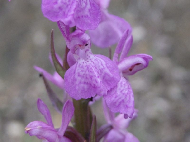 Dactylorhiza elata, photographed by Carminda Santos