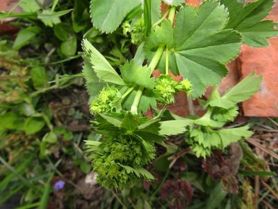 Alchemilla baltica