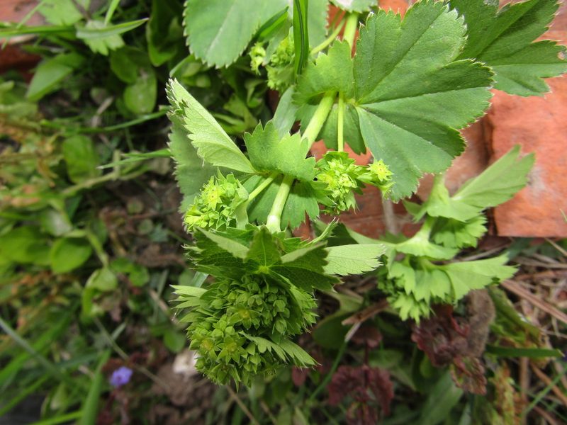 Alchemilla baltica, photographed by snaily_naily