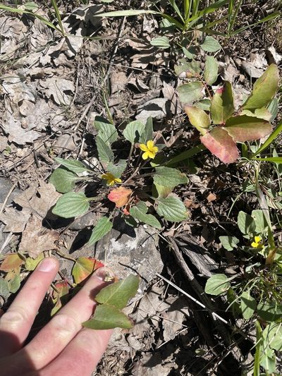 Viola utahensis, photographed by crothfels