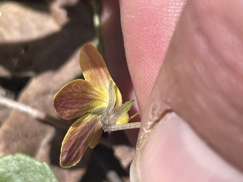 Viola utahensis, photographed by crothfels
