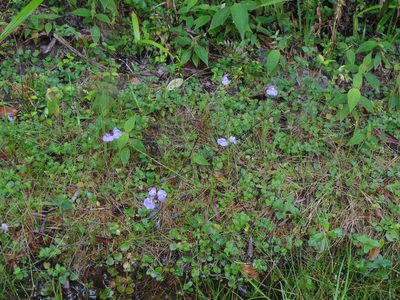 Utricularia tricolor, photographed by Celso Henrique Varela Rios