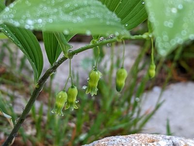 Polygonatum pubescens, photographed by Alison Northup