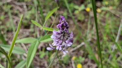 Orbexilum pedunculatum, photographed by john_hall