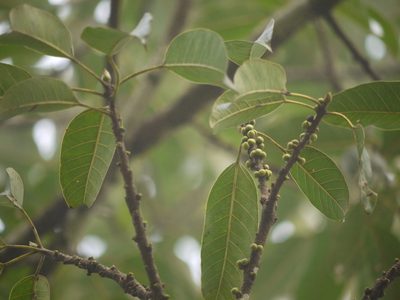 Ficus tsjakela, photographed by Dinesh Valke