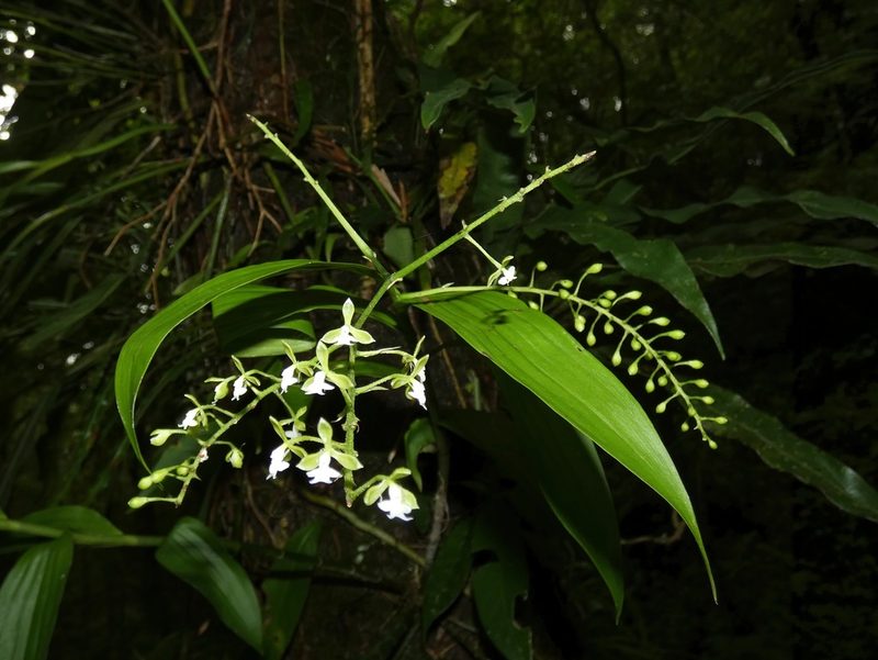 Epidendrum subnutans, photographed by Kai Squires