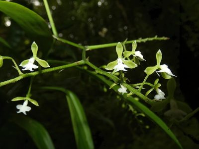 Epidendrum subnutans, photographed by Kai Squires