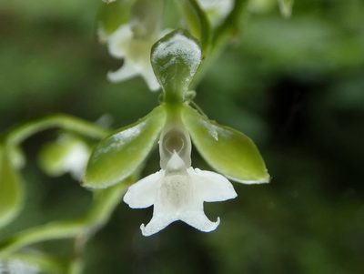 Epidendrum subnutans, photographed by Kai Squires