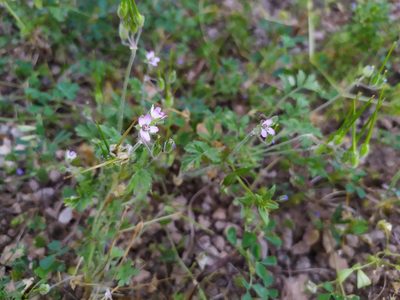 Erodium moschatum, photographed by carnifex