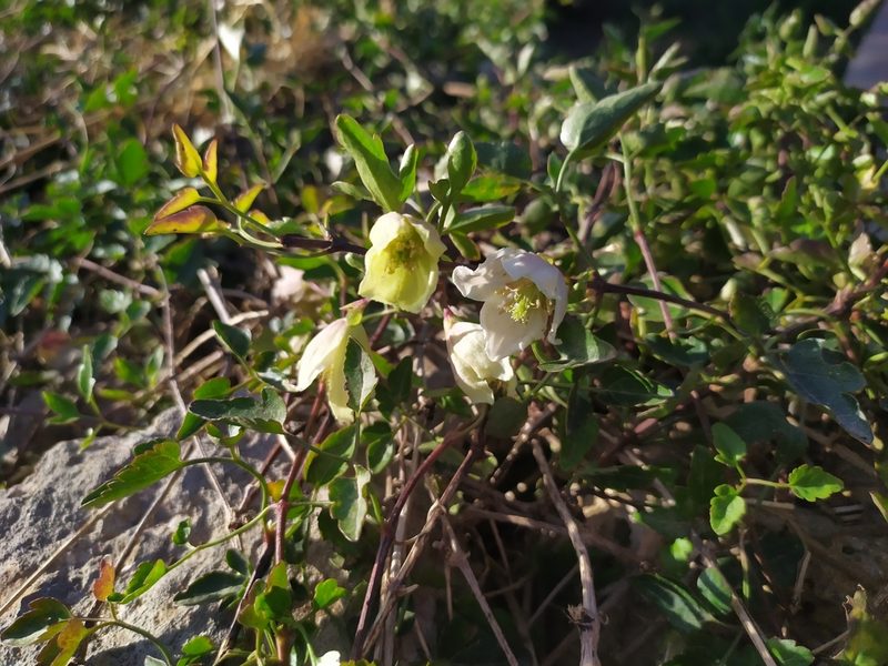 Clematis cirrhosa, photographed by carnifex