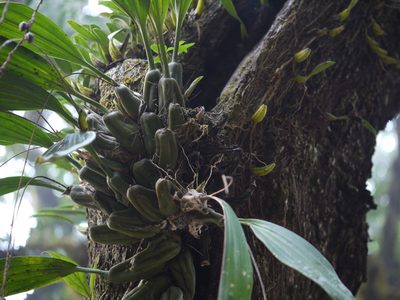 Coelogyne pallida, photographed by Dinesh Valke