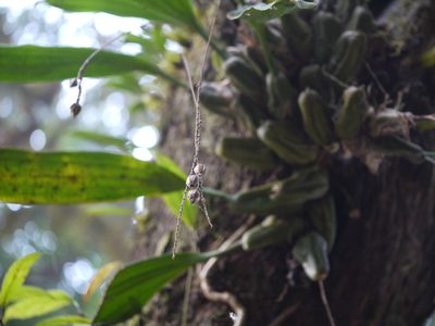 Coelogyne pallida, photographed by Dinesh Valke