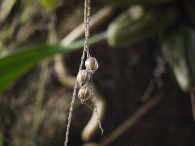 Coelogyne pallida, photographed by Dinesh Valke
