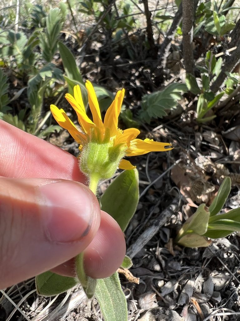 Arnica fulgens, photographed by Jared Shorma