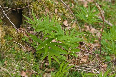 Cardamine kitaibelii, photographed by Attila Oláh