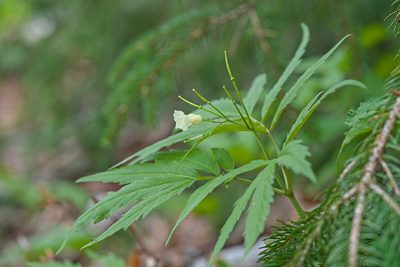 Cardamine kitaibelii, photographed by Attila Oláh