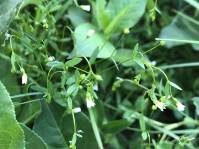 Linum catharticum, photographed by Jason Grant