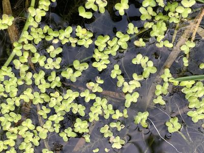 Lemna minor, photographed by Jason Grant