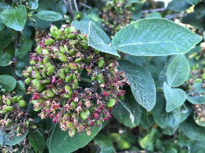 Viburnum lantana, photographed by Jason Grant