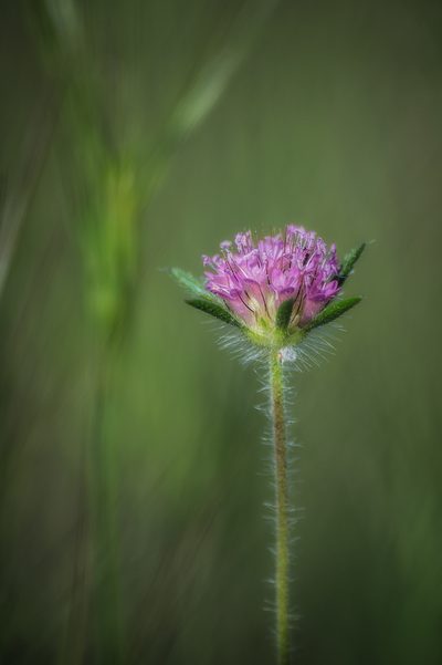 Lomelosia micrantha, photographed by Sergey Cherkasov