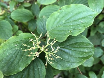 Cornus sanguinea, photographed by Jason Grant