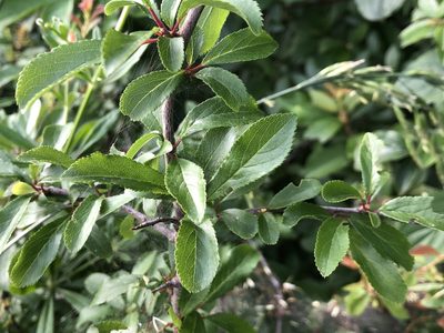 Prunus spinosa, photographed by Jason Grant