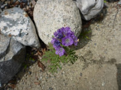 Phacelia franklinii, photographed by mfeaver