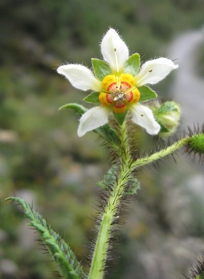 Nasa ferruginea, photographed by Paúl Gonzáles