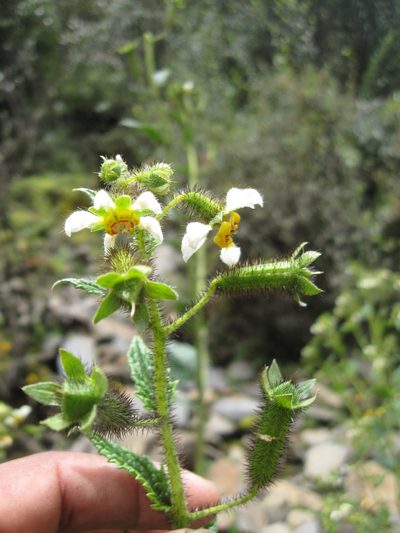 Nasa ferruginea, photographed by Paúl Gonzáles