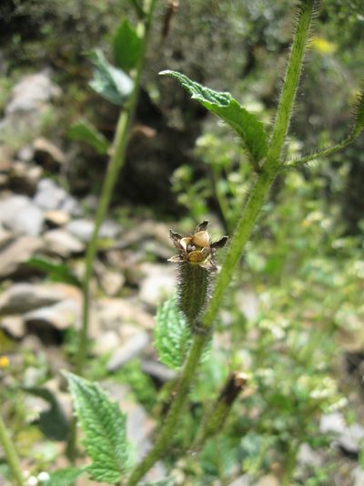 Nasa ferruginea, photographed by Paúl Gonzáles