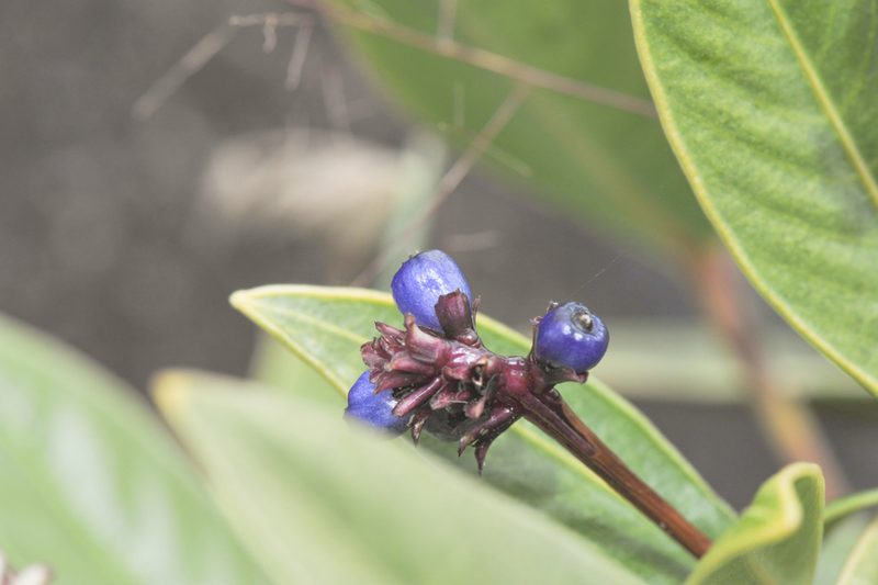 Palicourea phaneroloma, photographed by Morten Ross