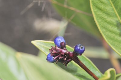 Palicourea phaneroloma, photographed by Morten Ross