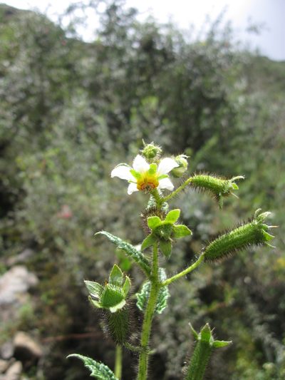 Nasa ferruginea, photographed by Paúl Gonzáles