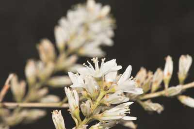 Lindmania guianensis, photographed by Morten Ross
